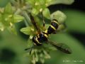 Ceriana vespiformis